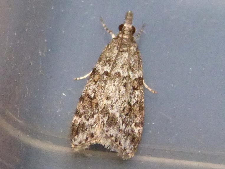 Scoparia basistrigalis (Base-lined Grey) - Norfolk Micro Moths - The ...